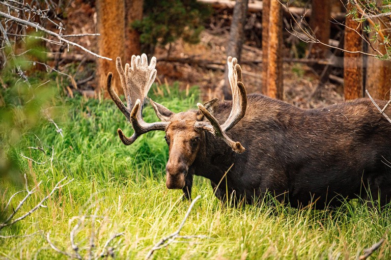 Bull Moose inside a National Park