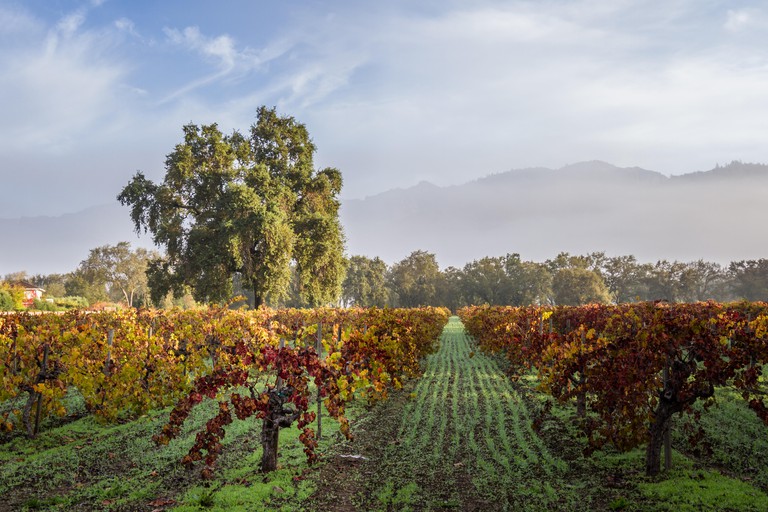morning fog and due at sunrise in a colorful vineyard in Calistoga California due to seasonal changes in autumn