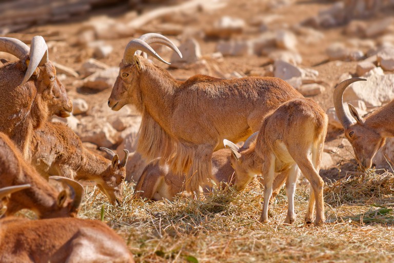 Barbary Sheep, a goat/antelope genus found across North Africa.
