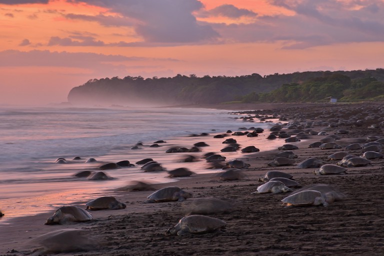 A Massive turtles nesting of Olive Ridley sea turtles in Ostional beach; Costa Rica, Guancaste