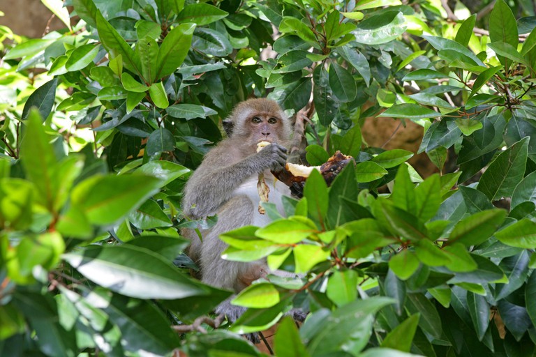 T439XD Monkey is sitting on a tree and eating a banana Thailand