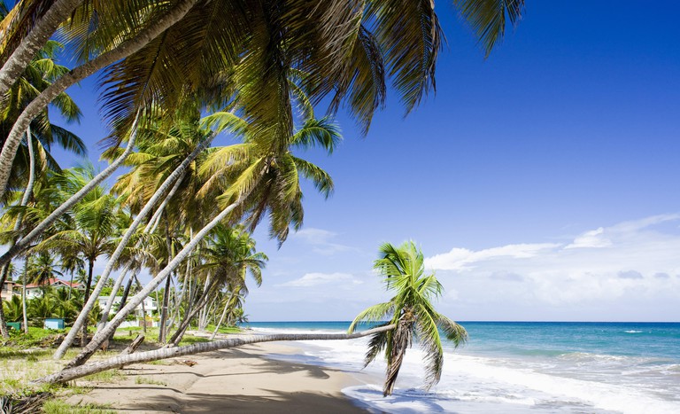 Sauteurs Bay with leaning palms on the beach, Grenada, Caribbean