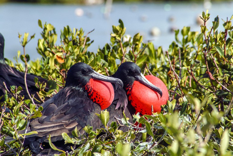 A pair of frigatebirds puff out their bright-red throat pouches in Codrington Lagoon