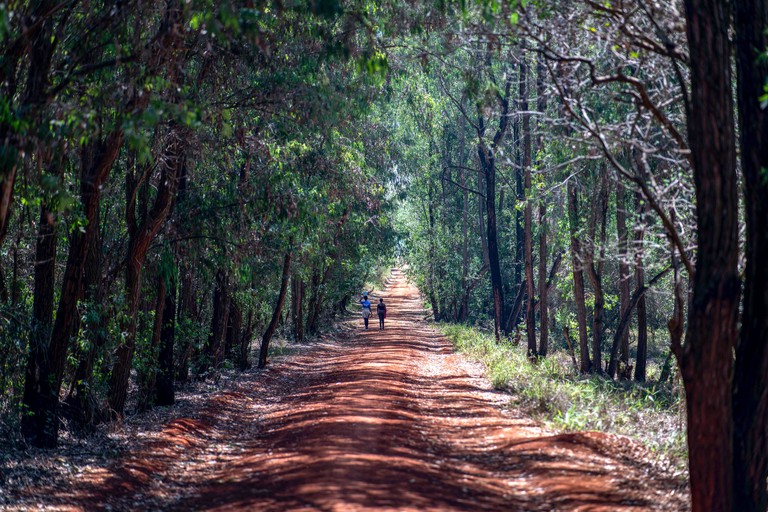 People walking at Karura forest in Kenya