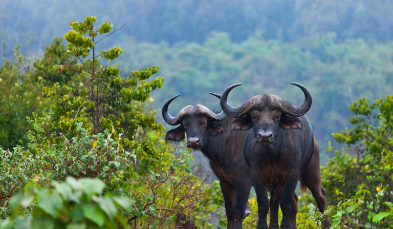 Two African buffalo (Syncerus caffer) in Aberdare National Park, Kenya, Africa