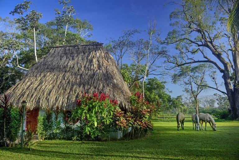 Horses graze outside a thatched roof cottage at Banana Bank in Belize