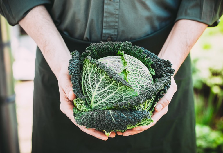 A person cradling a head of kale in their hands