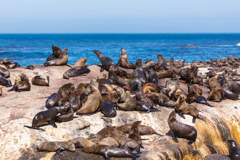 Lots of seals on a Hout Bay seal island in Cape Town, South Africa