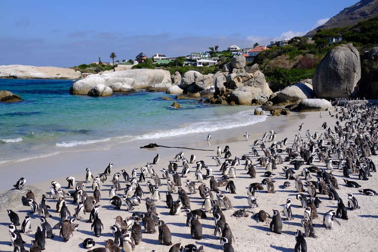 Hundreds of penguins at boulders beach in Cape Town