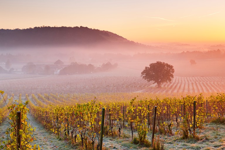 Low lying mist floating over autumn grape vines at Denbies Wine Estate