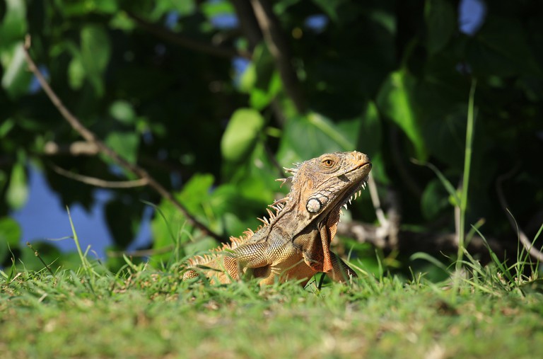 An Iguana, photographed near the town of Grand Case, St. Martin in the French West Indies
