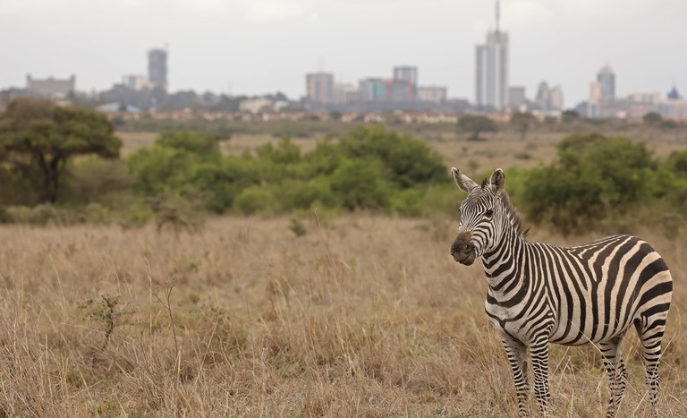 A common zebra stands in grass at Nairobi National Park with Nairobi city in the background