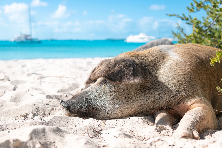 A hairy, ginger wild pig rests its head on the white sand at Big Major Cay; there are yachts on the blue water behind