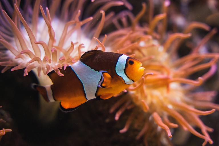 A close-up view of an orange, white and black clownfish at the Vancouver Aquarium