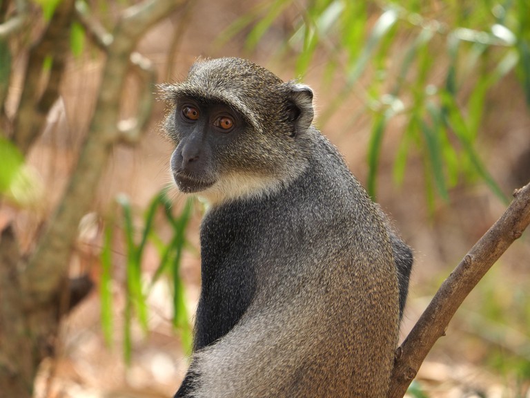 A single Sykes' monkey, also known as a white-throated monkey, looking back in the Arabuko Sokoke Forest Reserve in Watamu, Kenya, East Africa