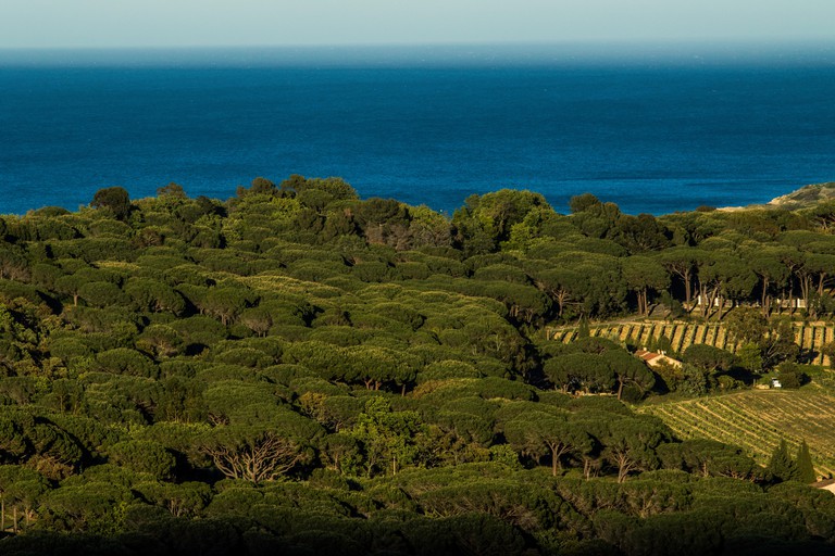 Château Minuty rosé vineyards near Saint-Tropez enjoys a lush leafy outlook and clear sea views from its terraces.