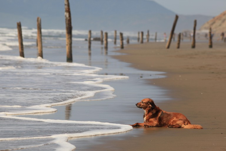 Golden Retriever dog looks out on the Pacific Ocean, Fort Funston, San Francisco, California