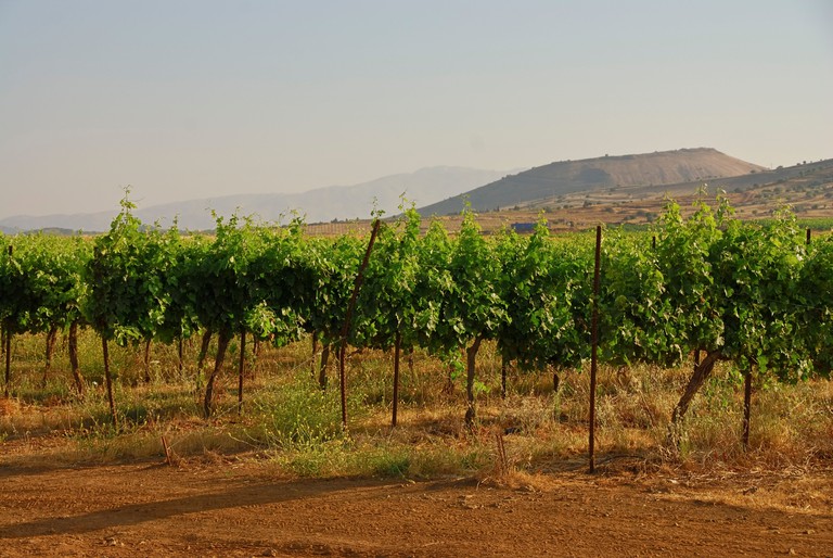 Israel Golan Heights Gamla A vineyard of the Binyamina Winery