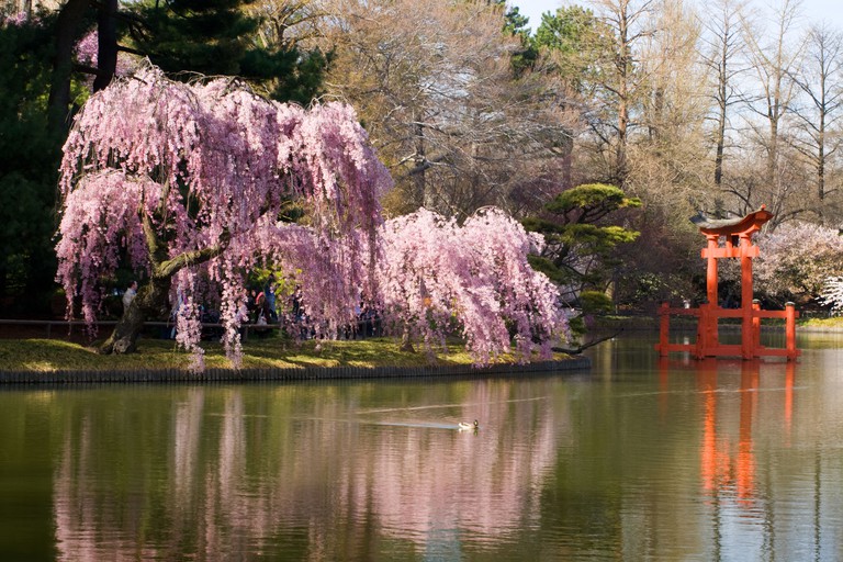 In the Japanese Garden at Brooklyn Botanical New York City