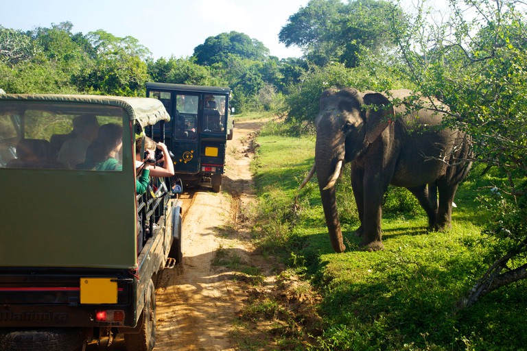 An Asiatic tusker elephant stands on grass close to tourists in one of two jeeps following a track in Yala National Park