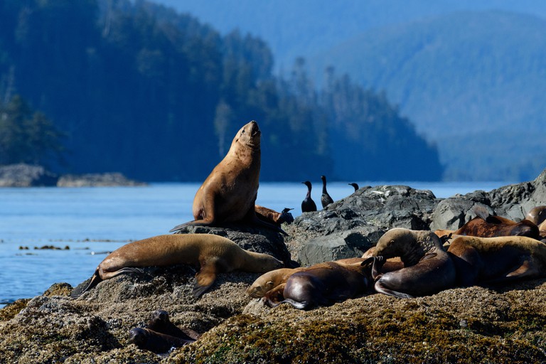 A sea lion calls out from rocks populated with other sea lions and cormorants by the water in Haida Gwaii