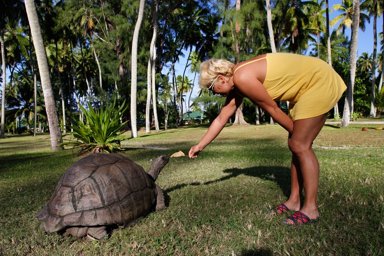 Woman feeding a giant turtle in the Seychelles