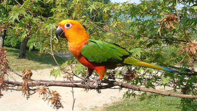 15 Beautiful Brazilian Birds And Where To Find Them,Black Capped Conure Price