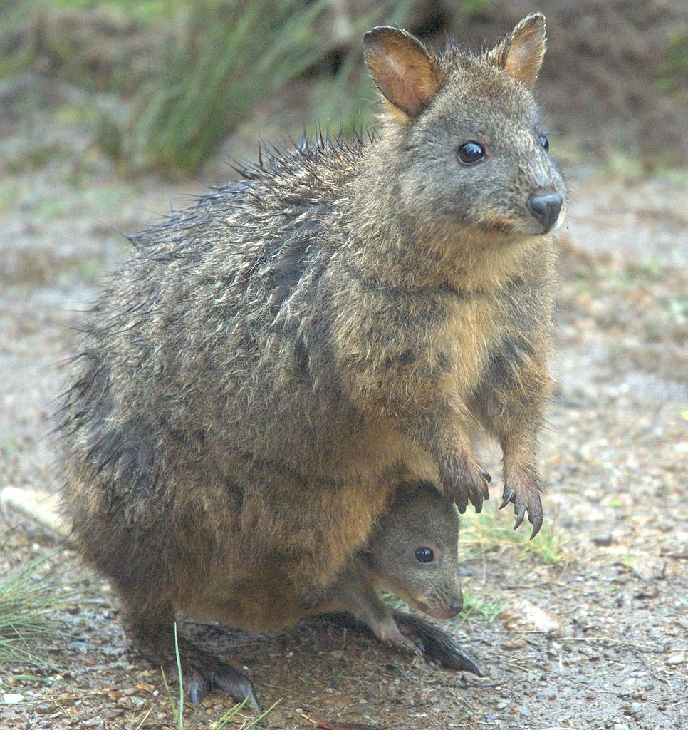 11 Incredible Australian Animals You Haven't Heard Of
