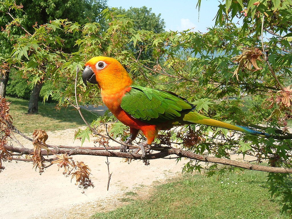 15 Beautiful Brazilian Birds And Where To Find Them