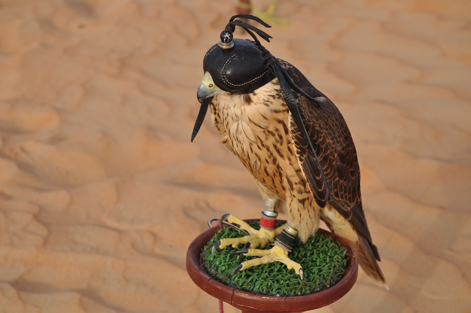 What Sports to Watch in Dubai - Fazza Championship for Falconry | The Vacation Builder