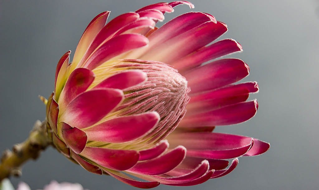 The protea comes in many shapes and sizes