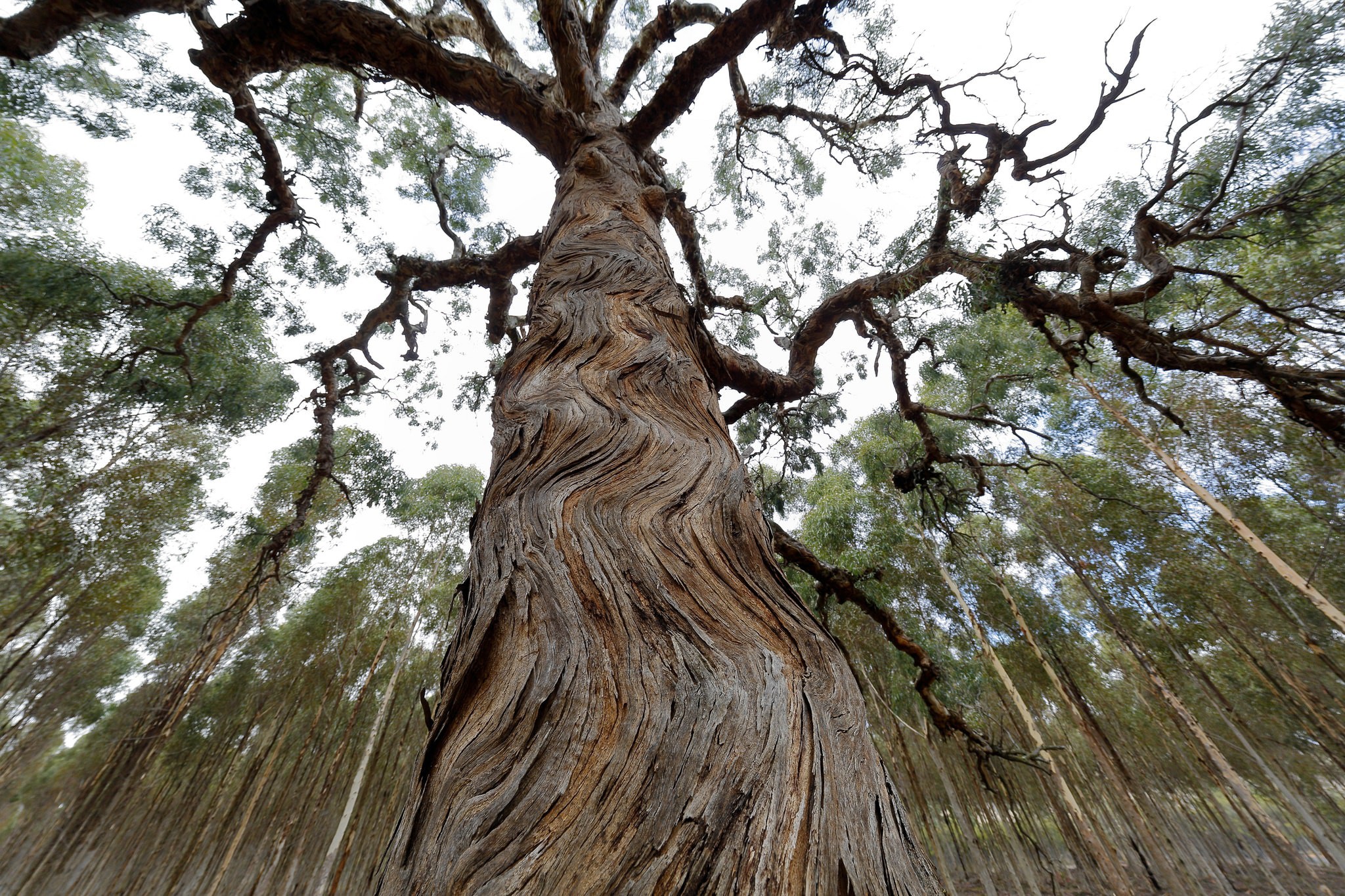 The Most Wondrous Health Benefits of Eucalyptus, Australia's ...
