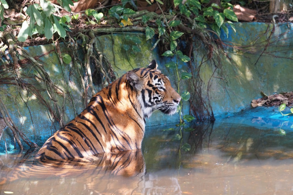Malayan Tiger: 11 Facts About Malaysia's National Animal