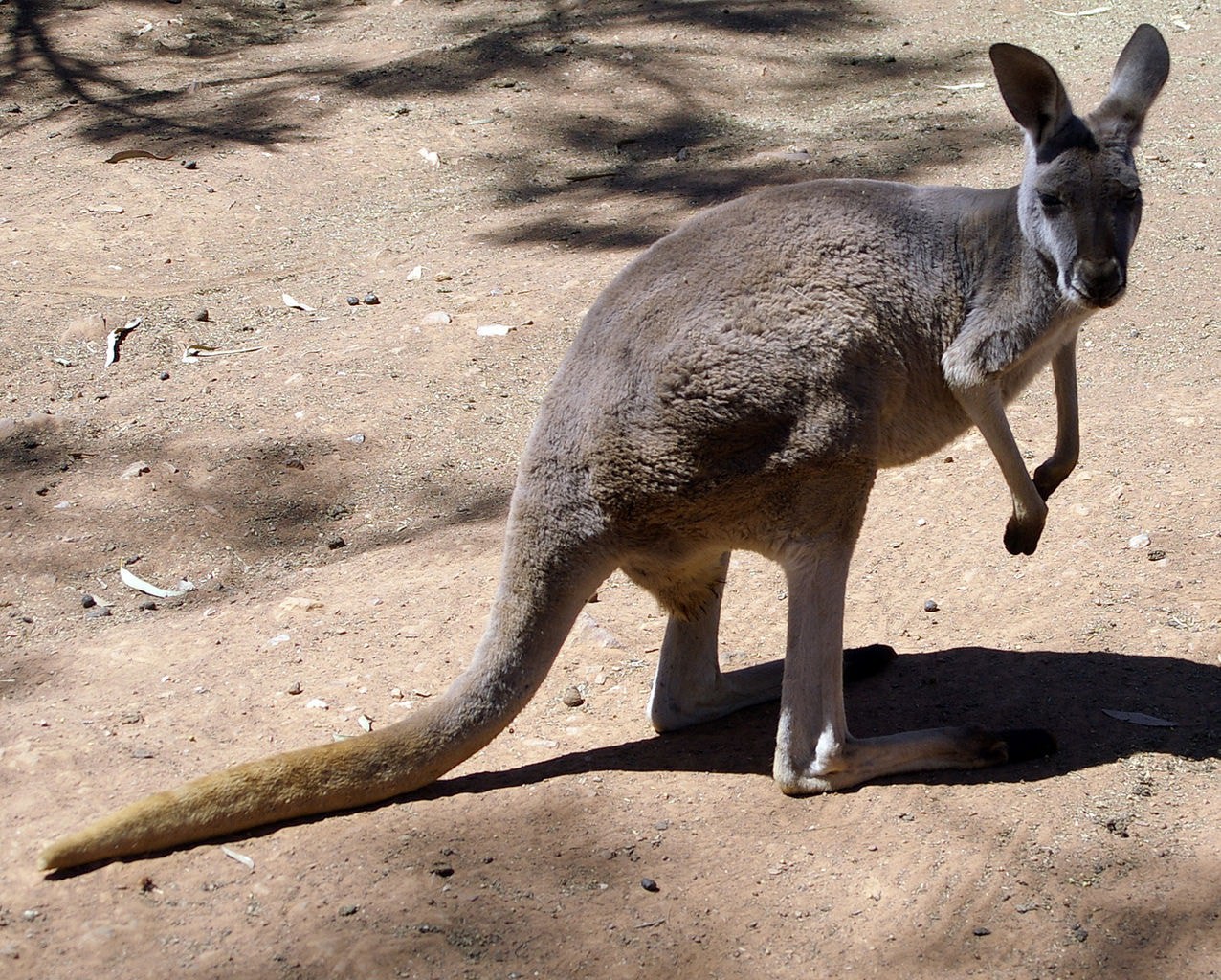 Red Kangaroo: 11 Facts About Australia's National Animal