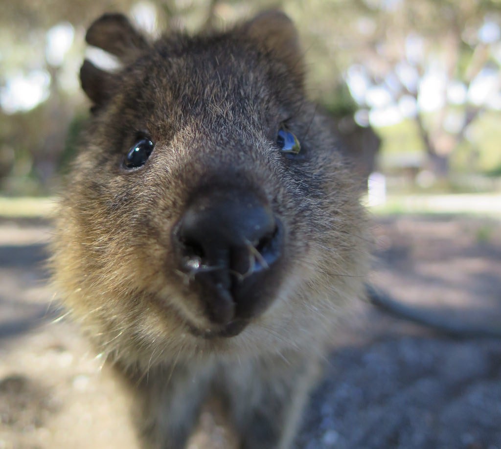 Quokka: 11 Facts About Australia's Cutest Animal
