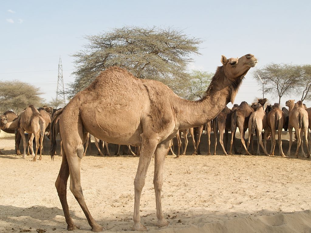 Why Camels Are Important to Emirati Culture